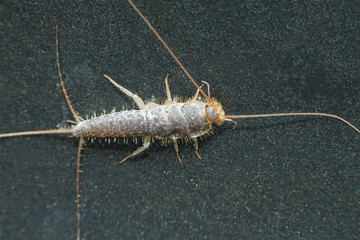 Ctenolepisma insect walks on dark surface. Top view