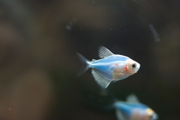 aquarium fish, Tetra GloFish blue