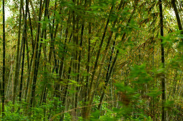 Fototapeta na wymiar Bamboo forest cultivation, Nusa Tenggara, Indonesia