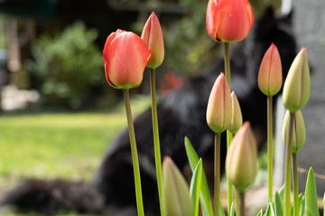 Black dog sitting behind red tulips at sunny day in private garden. Focus on foreground.