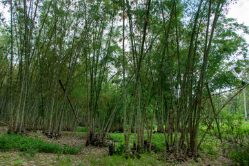Bamboo forest cultivation, Nusa Tenggara, Indonesia