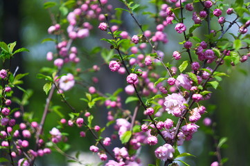 Blooming almond for screen saver or background. Wallpaper.