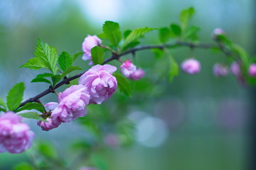 Blooming almond for screen saver or background. Wallpaper.