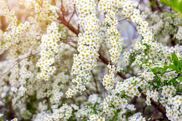 Beautiful white blooming flowering shrub Vanhoutte Spirea or Bridal Wreath (Spiraea Vanhouttei) flower with green leaves in the garden in spring.