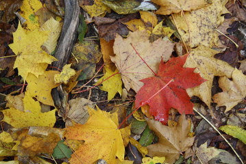 Golden Autumns of Balkan