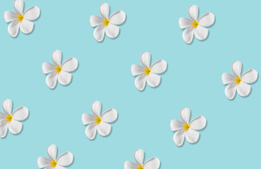 Fototapeta na wymiar pattern of White flowers in spring and copy space