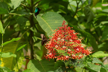 Tropical Blue Green butterfly (Papilio lorquinianus) on the red flower called Pagoda Flower (Clerodendrum paniculatum). East Nusa Tenggara. Indonesia