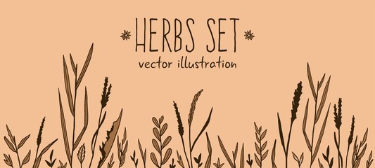 Herbs vector stock illustration set hand drawing