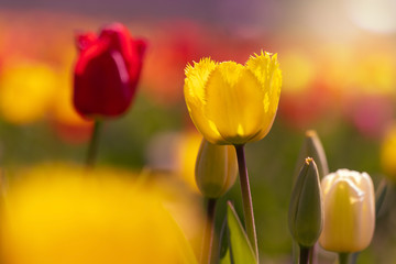 Romantic scene of a tulip field with yellow and red tulips in the backlight.