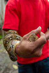 Indonesia guy holding a Python snake, reticulated python (Malayopython reticulatus).