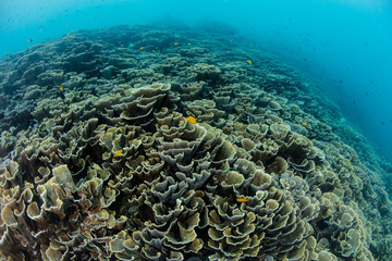 A fragile coral reef thrives in shallow water in Raja Ampat, Indonesia. This region is thought to be the center of marine biodiversity and is a popular area for diving and snorkeling.