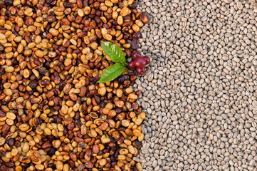 Good quality Arabica coffee on high mountain. Fresh Arabica coffee beans and leaves . thailand