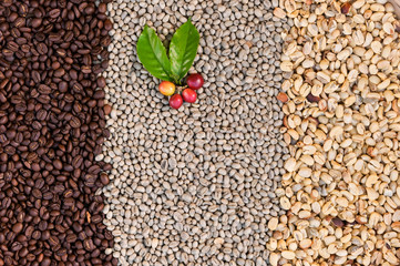 Good quality Arabica coffee on high mountain. Fresh Arabica coffee beans and leaves . thailand