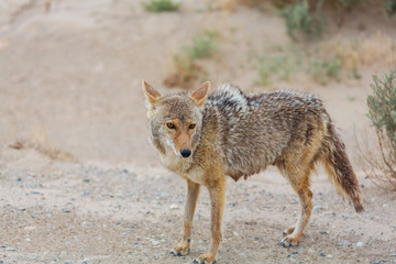 Coyote