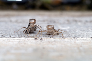 dragonfly nymph about to moult