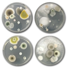 Bacteria on agar plate isolated from air