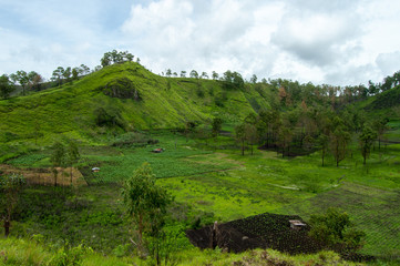 Rice fields with cloudy sky, East Nusa Tenggara, Indonesia