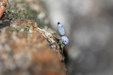 Tiny White Spider, Lateral