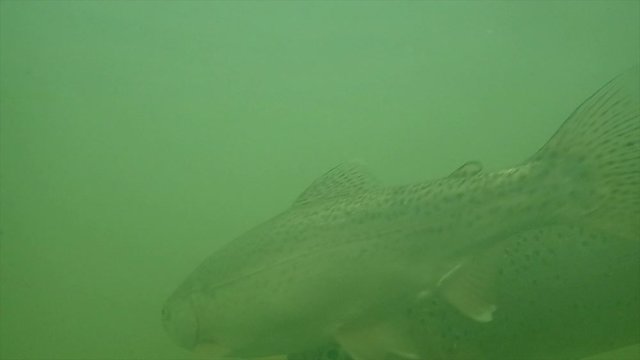 Underwater view of wild trout swimming.