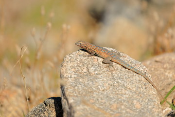 Western Side-blotched Lizard sitting on a rock - 325410953