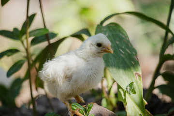 Newborn Polish Bantam Chicken in a natural background