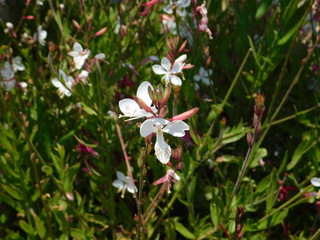 Bee blossom, or oenothera, or gaura lindheimeri, flower, in Athens, Greece