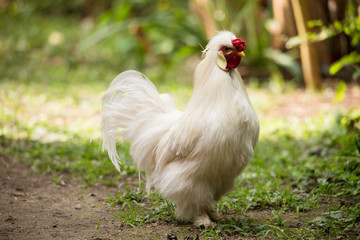 Bantam Rooster in a garden. Crossbreed between Silkie and Polish Chickens. 