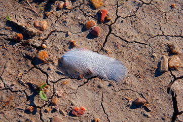 Big white bird feather with the drops of dew lies on the ground. Sunny day