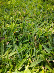 Short cut grass on the lawn, sun light and shadows. Summer time