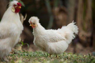 Bantam chicken couple in a backyard. Crossbreed between Polish and Silkie breeds.