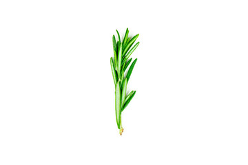 Isolated top view flat lay fresh green rosemary leaves, twigs and branches on white background.