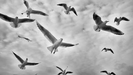 Seagulls