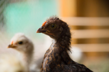 Bantam Chicks inside of a hen house with grass floor. Wooden background.  Urban farm in Florianópolis / Brazil