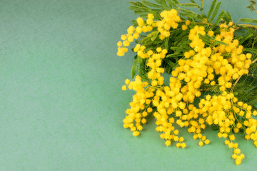 Bouquet of fluffy golden mimosa on the green background horizontal. Spring flower mimosa for Mom´s day.
