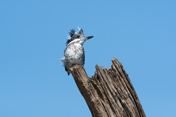 crested kingfisher is a very large kingfisher that is native to parts of southern Asia, stretching eastwards from the Indian Subcontinent towards Japan