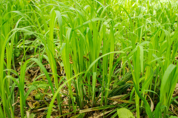 Obraz premium Young spring grass