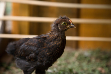 Bantam Chick inside of a hen house with grass floor. Wooden background.  Urban farm in Florianópolis / Brazil