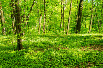 Deciduous forest in the spring, sunny