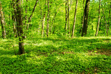 Fototapeta na wymiar Deciduous forest in the spring, sunny