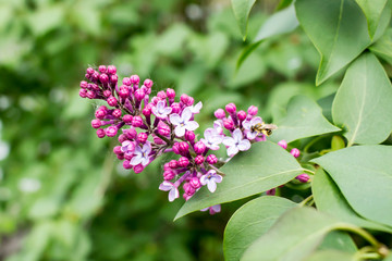 Bunch of lilac in the web