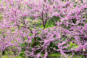 Obraz premium Flowering pink almond tree