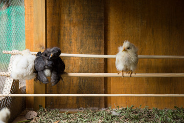 Three Bantam Chicks in a perch inside a hen house. Crossbreed of Silkie and Polish chicken breeds. Wooden background.  Urban farm in Florian&oacute;polis / Brazil