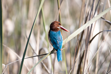 white-throated kingfisher also known as the white-breasted kingfisher is a tree kingfisher, widely distributed in Asia from the Sinai east through the Indian subcontinent