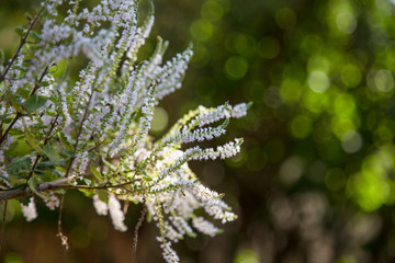 Close up of commiphora myrrha plant with flowers blossoming. Lights bokeh background.