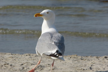 seagull on beach