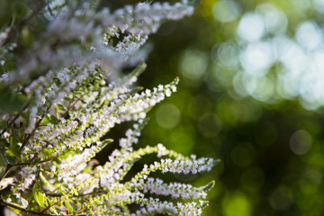Close up of commiphora myrrha plant with flowers blossoming. Lights bokeh background.