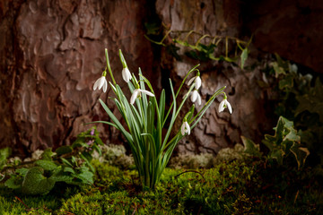 Beautiful first spring snowdrop flowers grow in moss in a forest near a tree