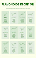 Flavonoids in CBD Oil with Structural Formulas vertical infographic illustration about cannabis as herbal alternative medicine and chemical therapy, healthcare and medical science vector.