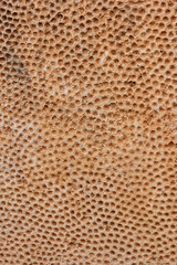 Megalith With Thousand Holes Prehistoric Stone Background