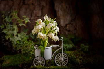 Beautiful first spring snowdrop flowers in toy bike basket  in moss in forest near  tree